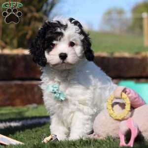 Max, Cavapoo Puppy